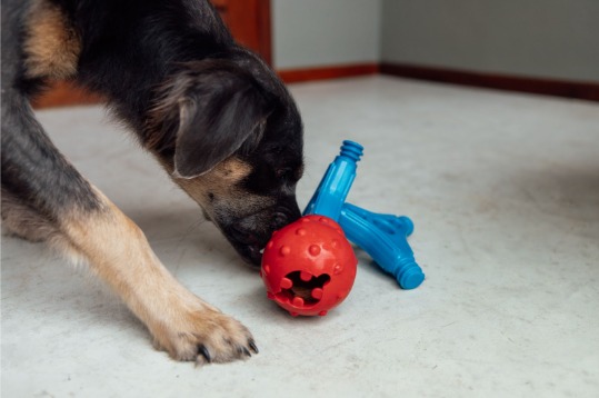Brincadeiras com o melhor amigo fazem bem para o corpo e para a mente