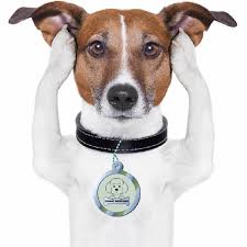 Chega de fogos! – Blog Mais Bichos