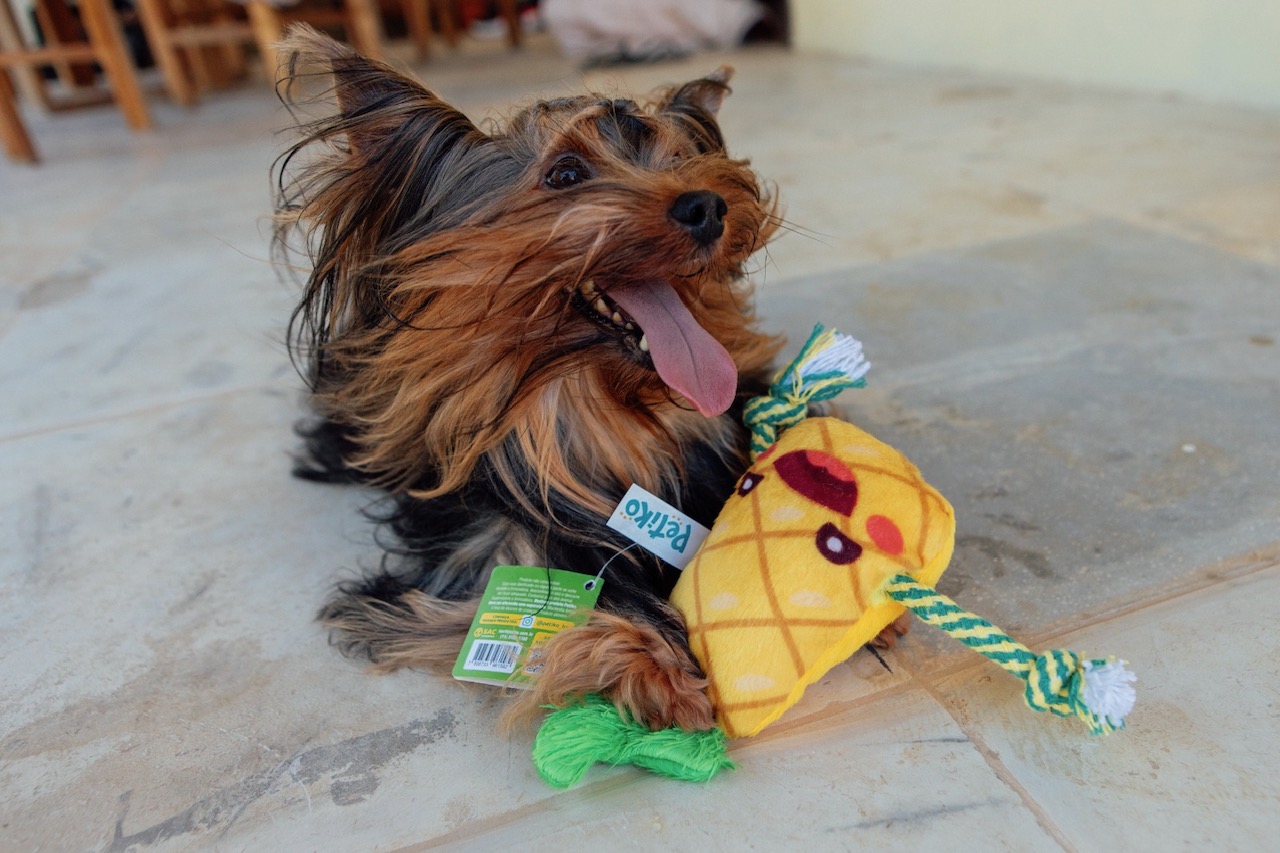 Como presentear o melhor amigo