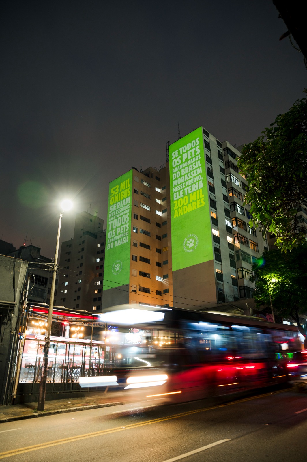 Dezembro verde: mês de conscientização sobre a vulnerabilidade de cães e gatos