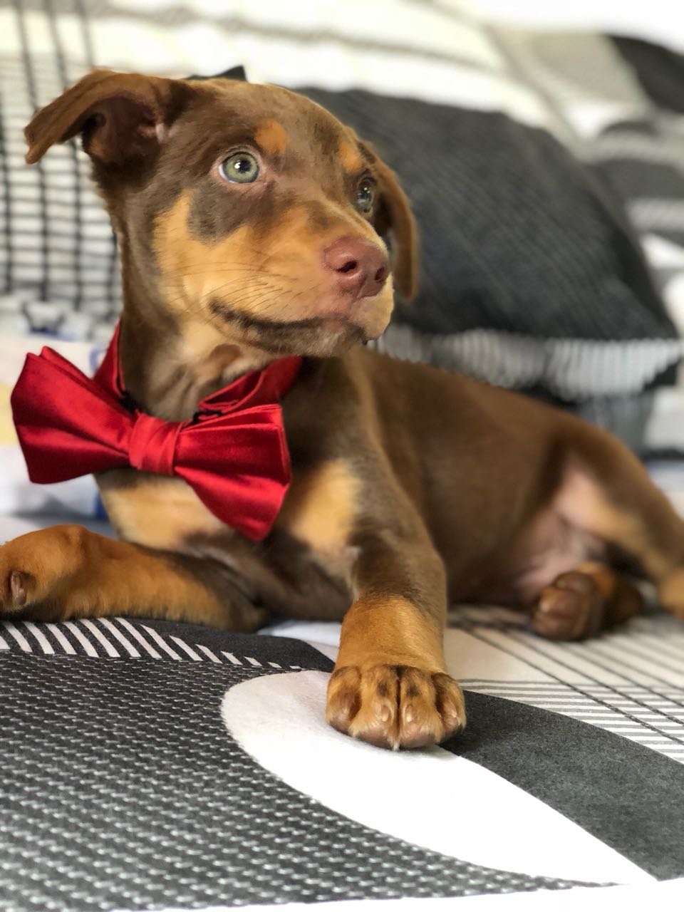 Prepare o melhor amigo para as festas