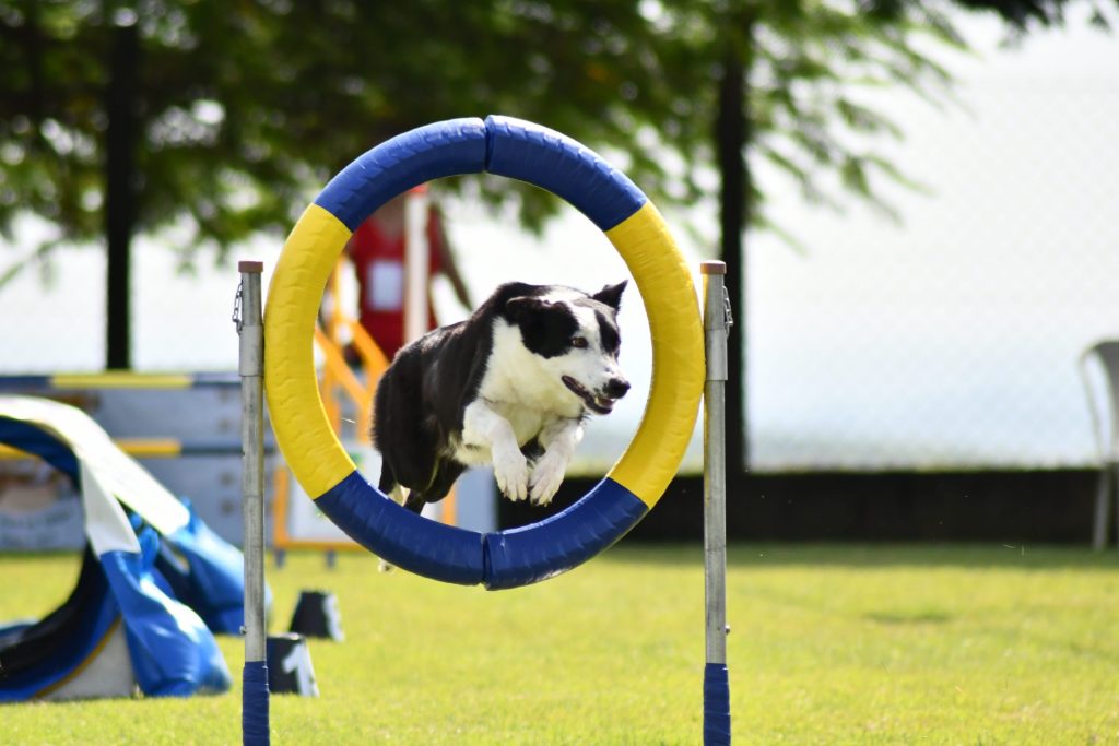 Serviços para pets aumenta quase 30% nas férias